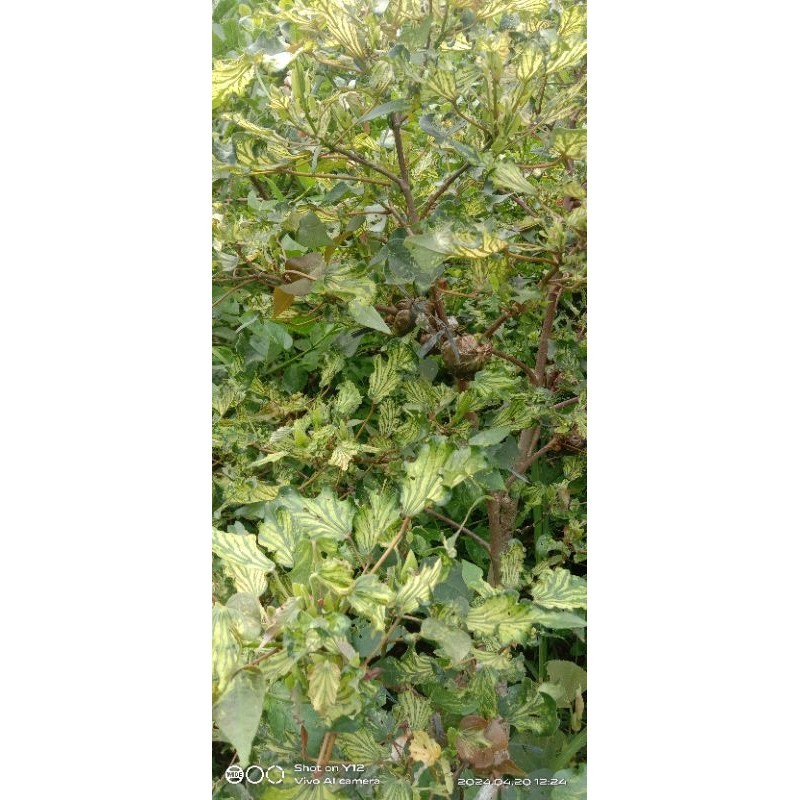 Bibit waru wayang / waru batik #bahan bonsai #tanaman hias