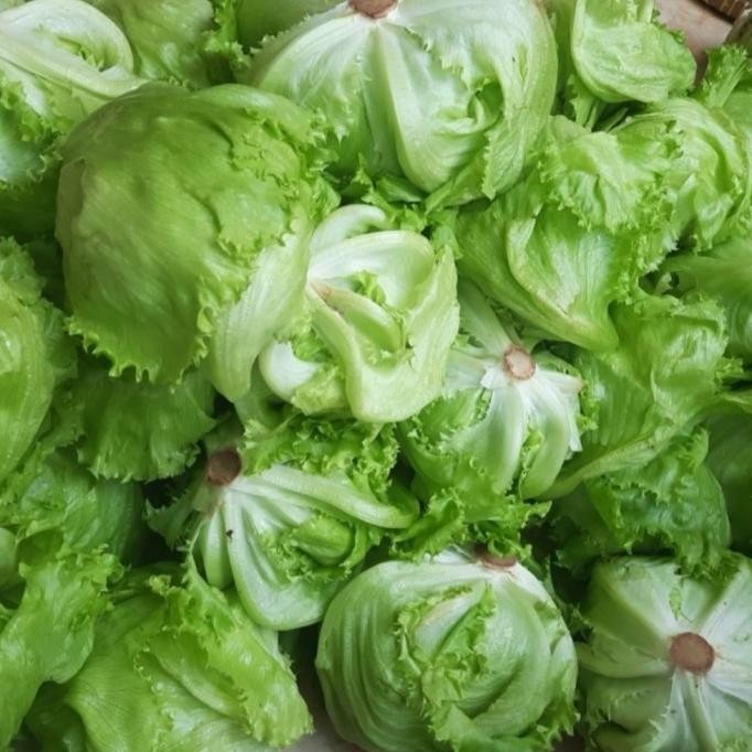 

FORSALE LETTUCE HEAD 1KG HARGA SPESIAL