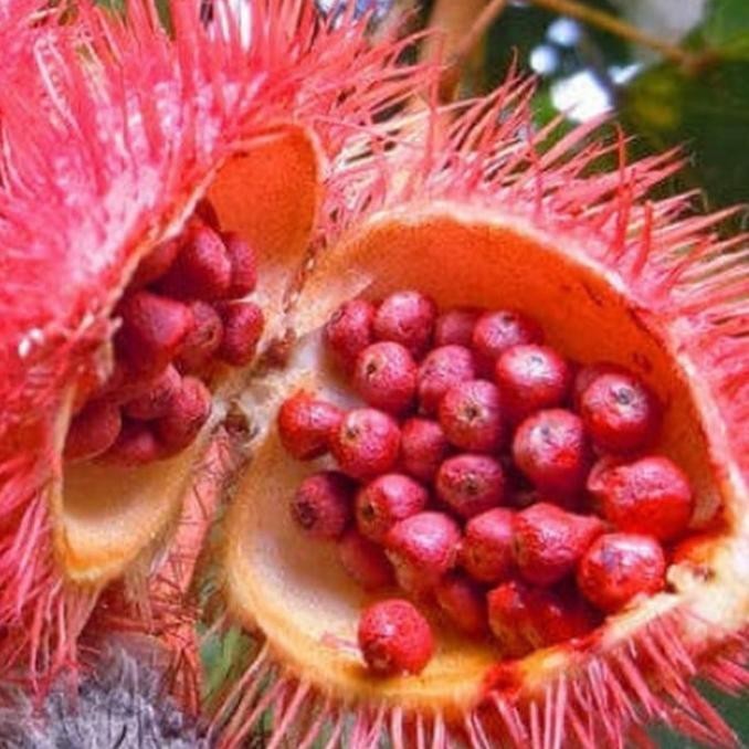 

RESTOK ZWA ANNATO SEED/BIJI KESUMBA KELING 10 GRAM READY STOCK