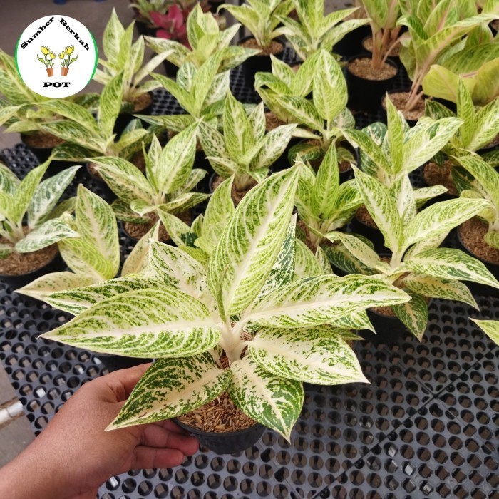 tanaman hias aglaonema - aglonema white legacy - legacy putih