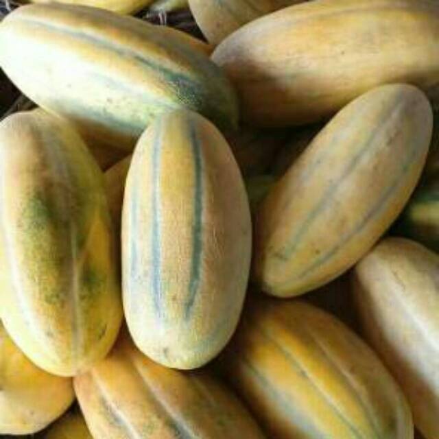 Seed Center - Bibit Benih Buah Timun Mas (2 Seeds)