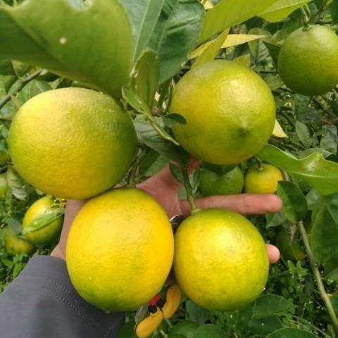 

Seed Center Buah Jeruk Nipis Kuning Segar (1000 Gram)