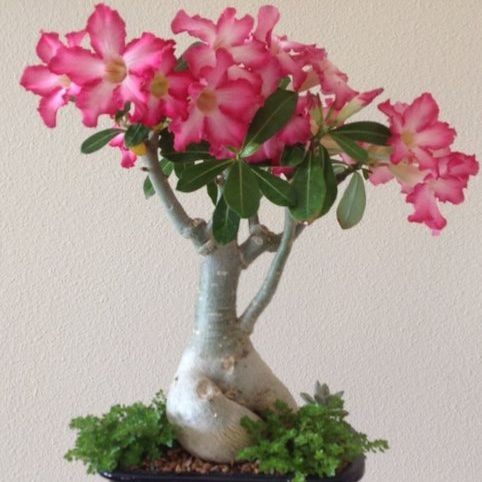 Seed Center - Stek Bibit Bunga Adenium Mix (4 Batang)