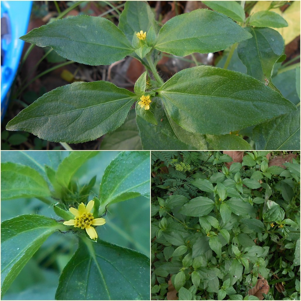 Seed Center - Bibit Benih Bunga Jotang Kuda (10 Seeds)