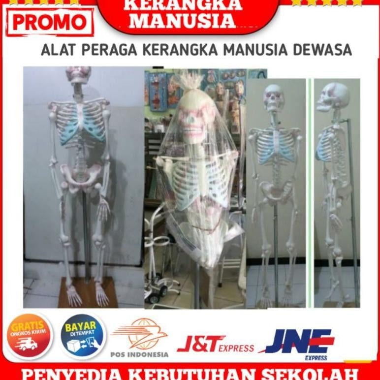 

Banyak Diskon!!! Kerangka Manusia (Lengkap Tiang Dan Penyangga) Ukuran 160 , Kerangka Manusia Dewasa