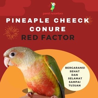 Burung parrot pineapple cheek conure jinak anakan