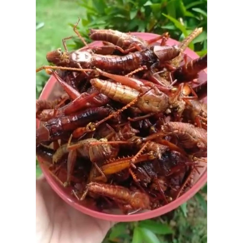 

[Best Seller]Cemilan Enak Belalang goreng besar super berat 165grm bisa COD