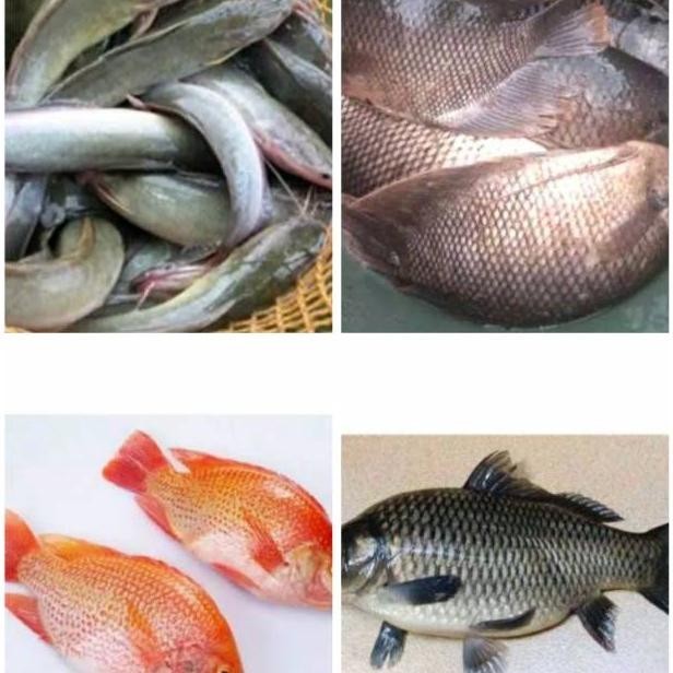 

Ikan Patin / Nila Merah / Mas / Lele / Mujaer / Bawal / Gurame