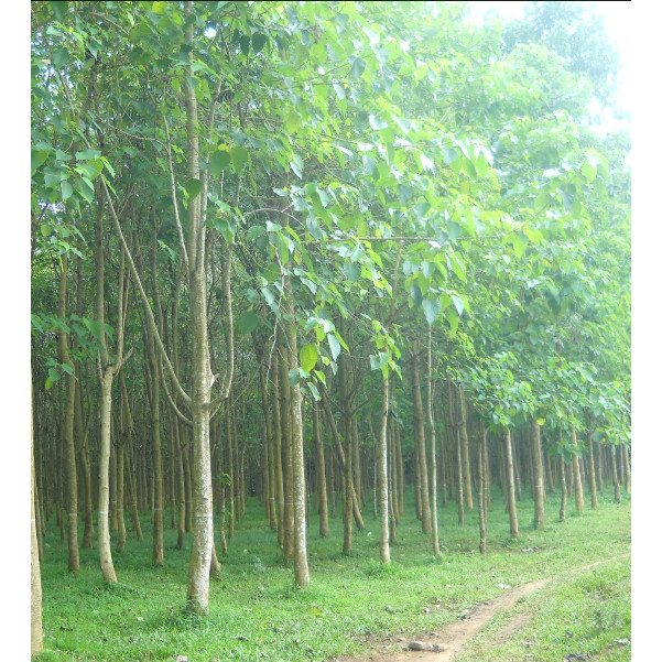 Kedaibenih - Benih Bibit Jati Putih ~ 5 Biji