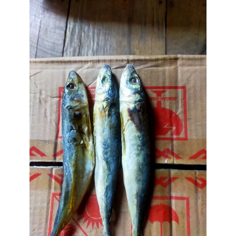

TERLARIS 3pc IKAN ASEN GEREH PEDA/PEDO LAYANG/perkak/lonco K1 FRES berkualitas A1