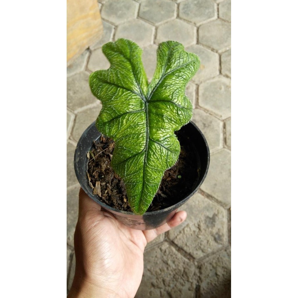 Alocasia Jacklyn / Sulawesi Sp. / Alocasia Nycteris