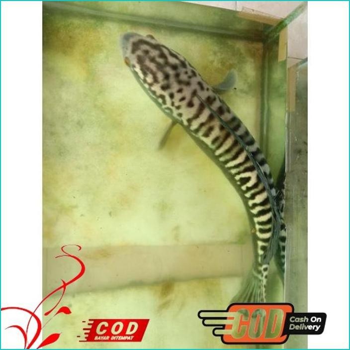 TERLARIS GABUS TOMAN 19_ 20CM/AQUARIUM KESENIAN