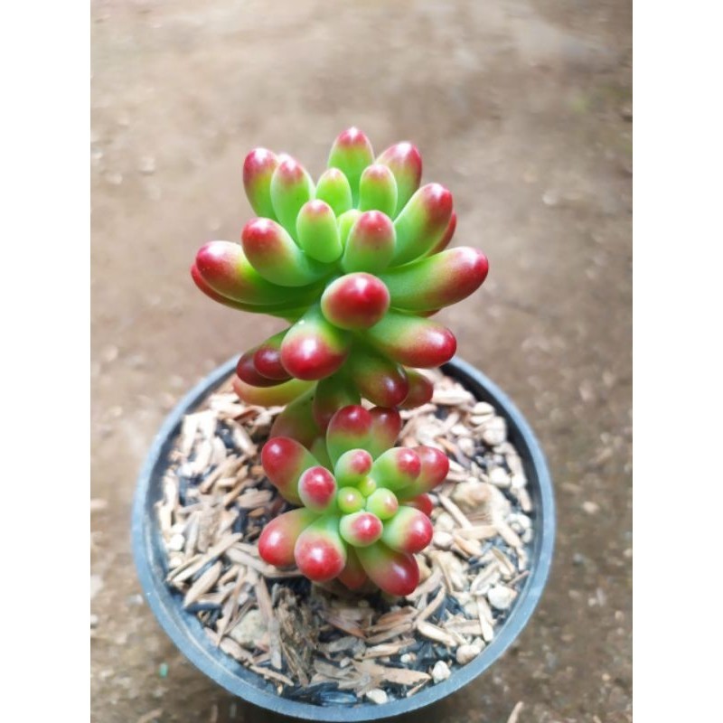 pachyphylum import korea menor KAKTUS SUKULEN TANAMAN HIAS