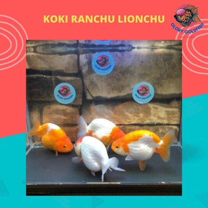 Ikan Mas Koki Ranchu Lionchu Super Quality