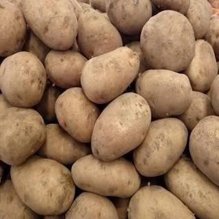 

TERMURAH Kentang Dieng Medium 1Kg Promo Murah - Shuffel BAGUS