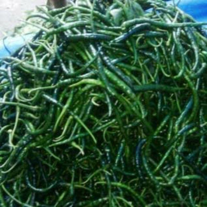 

Cabe Hijau Keriting 500Gr Murah Meriah Fresh Sintacrew