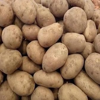 

TERMURAH Kentang Dieng Super 500 Gr Fresh Dari Petani - Shuffel BAGUS