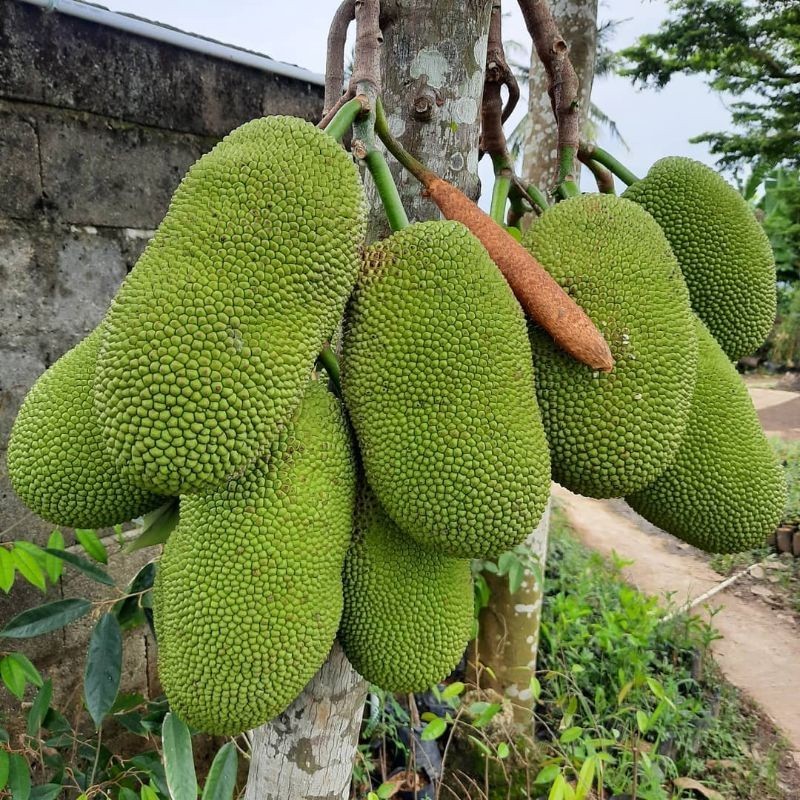 Bibit Tanaman Nangka Kendel/Nangka Sayur