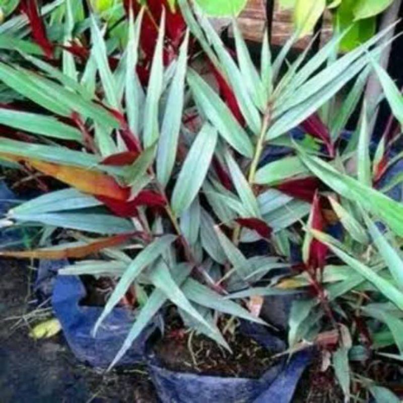 Bibit Jahe Merah Asli