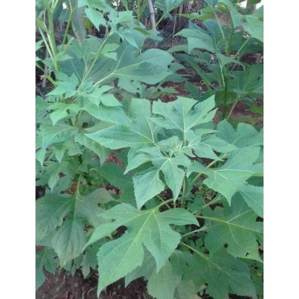 

1KG POWDER BUBUK SERBUK DAUN INSULIN 1 KG DAUN KERING RO13
