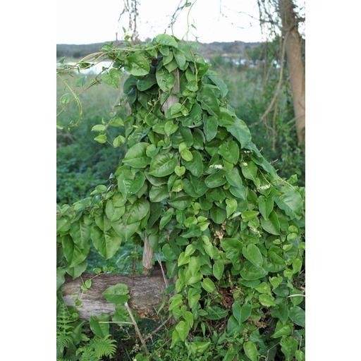 

1KG SERBUK POWDER BUBUK BINAHONG ISI 1 KG RO51