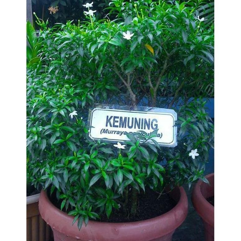 

SERBUK BUBUK DAUN KEMUNING ISI 1KG RO39