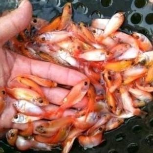 BN Bibit Nila Merah, Benih Nila Merah 1 Liter TERLARIS