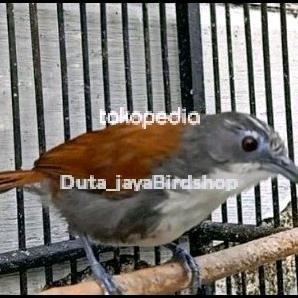 Mainan Burung / burung sniper masteran