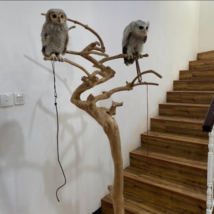 Tangkringan Bubo Owl Tangkringan Pohon Kopi Burung Hantu