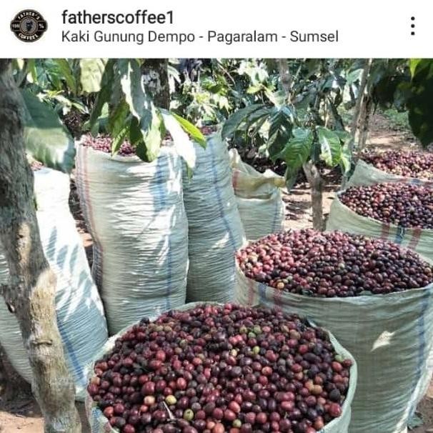

Biji Kopi Robusta Pagaralam,Medium To Dark,Paket Hemat, 10 Kg,
