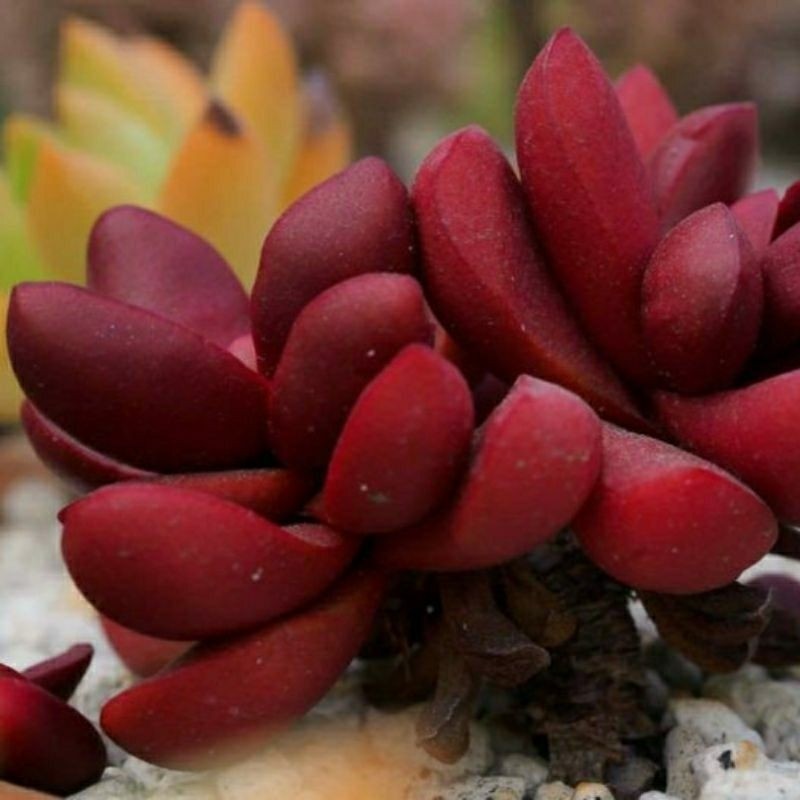 BIBIT BENIH BIJI SUKULEN MERAH IMPORT