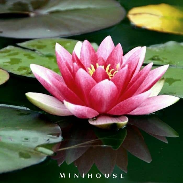 BENIH BIBIT BIJI LOTUS TERATAI AIR IMPORT