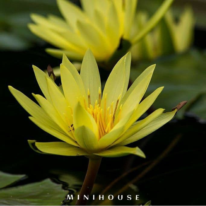 BENIH BIBIT BIJI LOTUS TERATAI AIR IMPORT