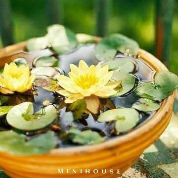 BENIH BIBIT BIJI LOTUS TERATAI AIR IMPORT