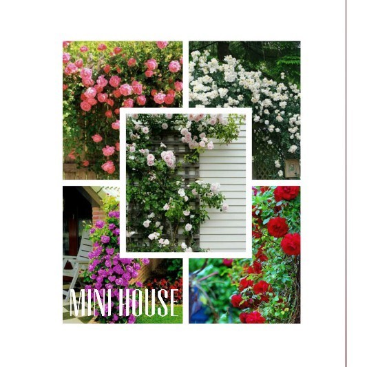 PAKET BIJI BIBIT BENIH MAWAR RAMBAT MIX IMPORT