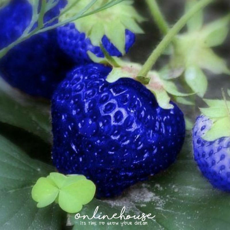 BENIH BIJI BIBIT STRAWBERRY BIRU 5 SEED