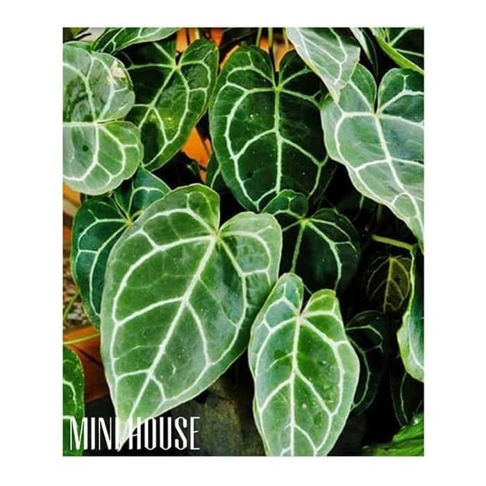 biji bibit benih kuping gajah / anthurium