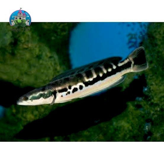 TOMAN CHANNA MICROPELTES TOMAN