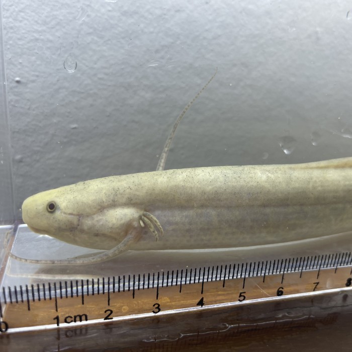 AFRICAN LUNGFISH (PROTOPTERUS ANNECTENS)