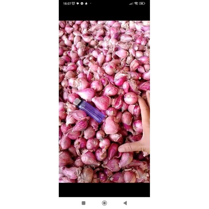 

Bawang merah SUPER Brambang lokal bawang merah berkualitas Kualitas Terbaik