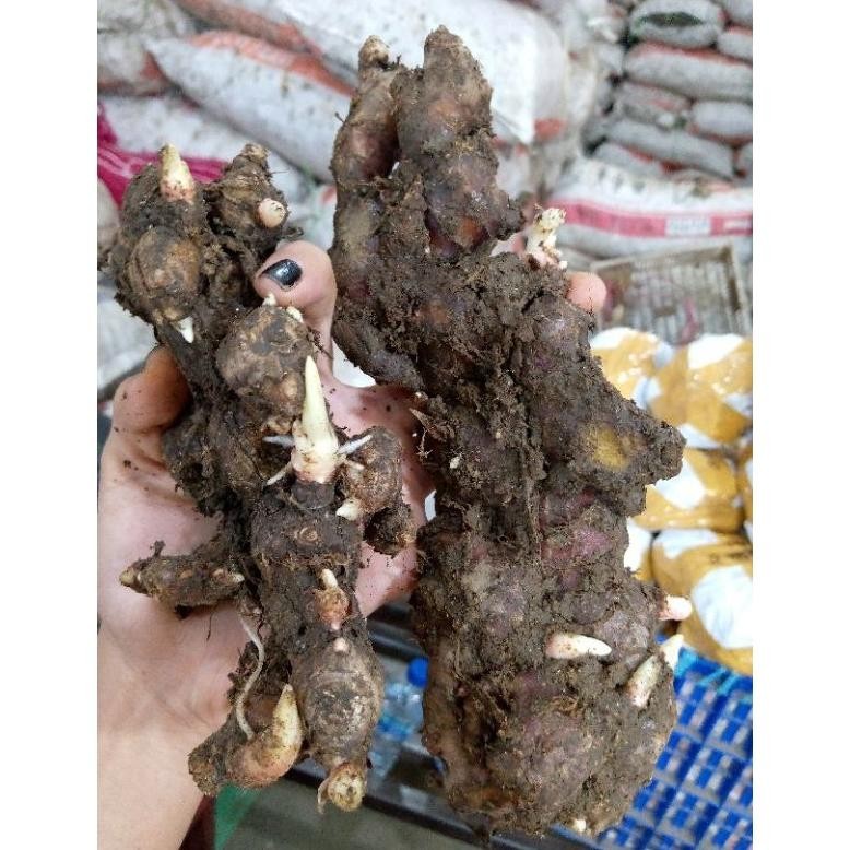 

Super Sale JAHE MERAH / JAHE MERAH MEDAN / JAHE MERAH SEGAR Murah