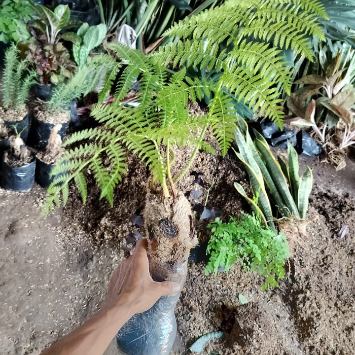 Pakis Hutan Pakis Monyet Tanaman Hias/ Pakis Hutan Ukuran Remaja