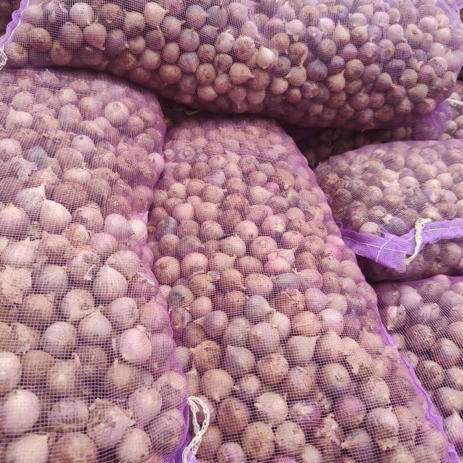 

NEW PRODUK BAWANG PUTIH TUNGGAL UKURAN MEDIUM 1KG !!!!!