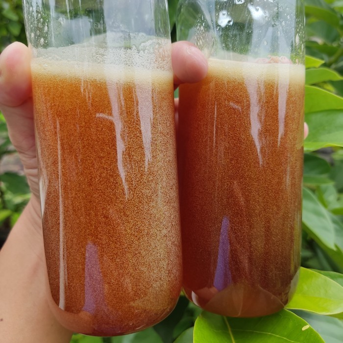 

Madu Murni 100% Madu Bangka Hutan Liar Nektar Bunga Leting Kental Asli