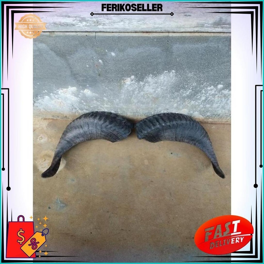 Sepasang Tanduk Domba Tanduk Bantengan Bahan Kerajinan Bantengan Sale