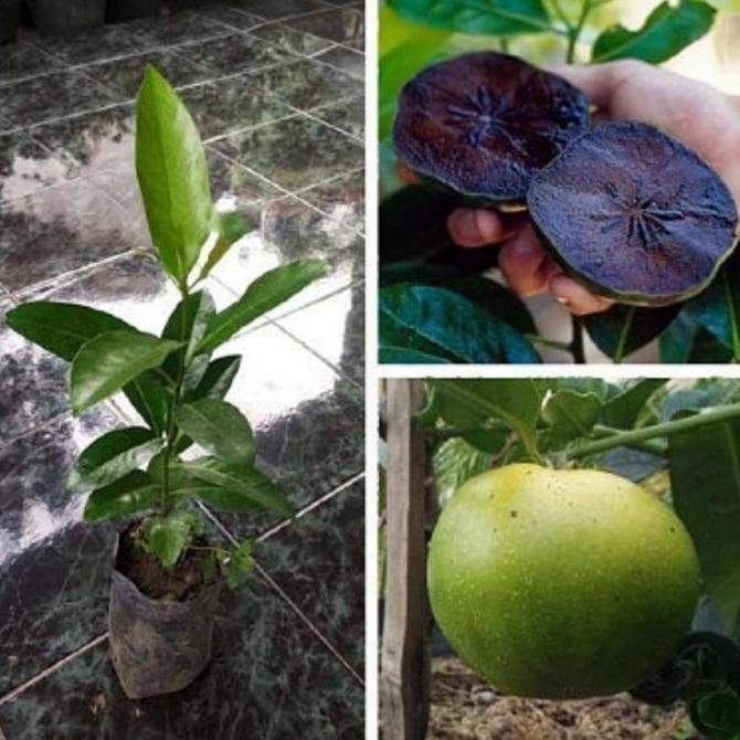 [New] Paket Bibit Memey Sapote Dan Black Sapote Asal Cangkok