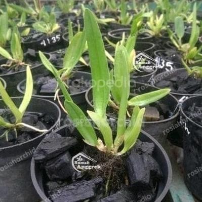 [Bayar Di Tempat] Rhyncholaelia Glauca Spesies Anggrek Brassavola Cattleya Bibit Langka