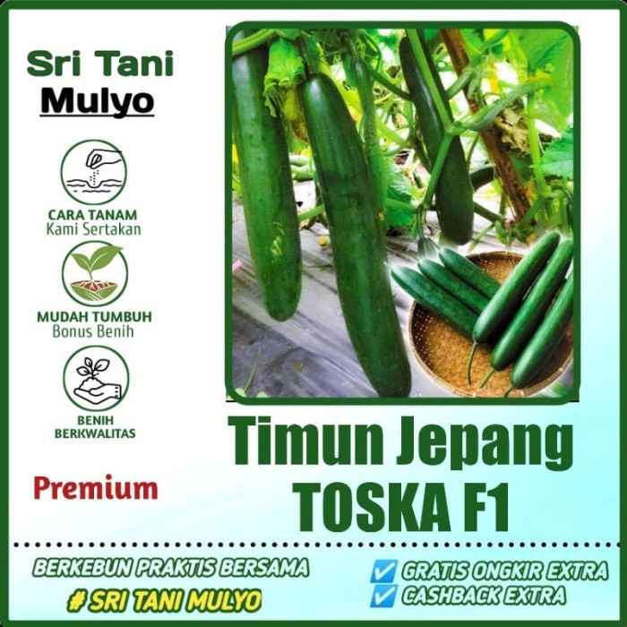10 Biji - Benih Timun JEPANG TOSKA F1 - Kaya Gizi Cocok Untuk Diet