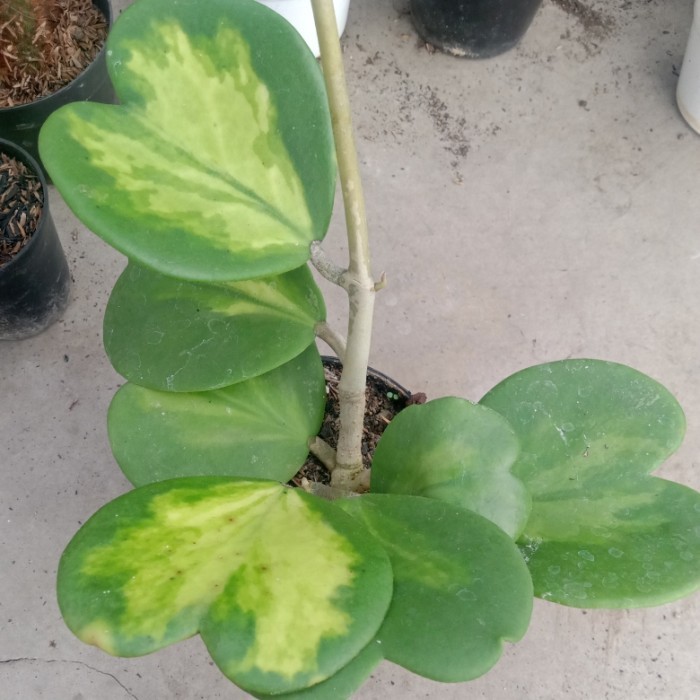 Tanaman Hias Hoya Love Varigata Cluster