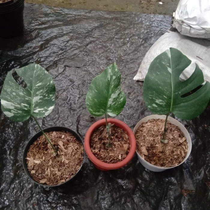 Monstera Varigata White Tiger Ekonomis - Monvar Wt - Monstera Varigata
